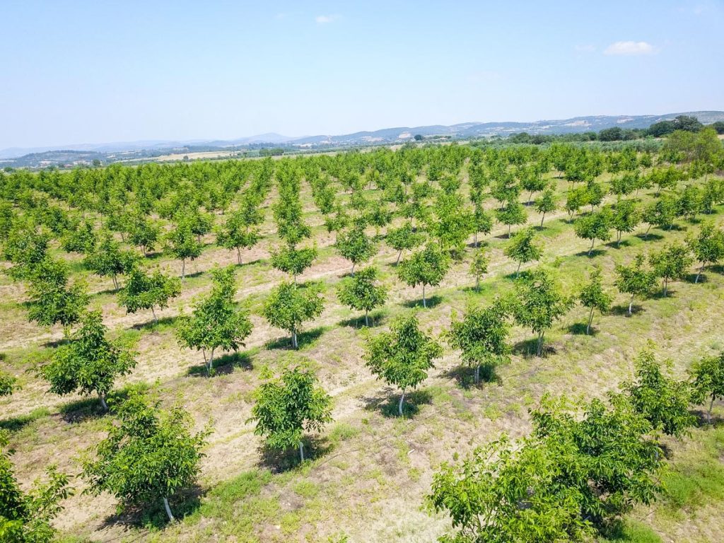farmlandturkey-Nut Trees.JPG