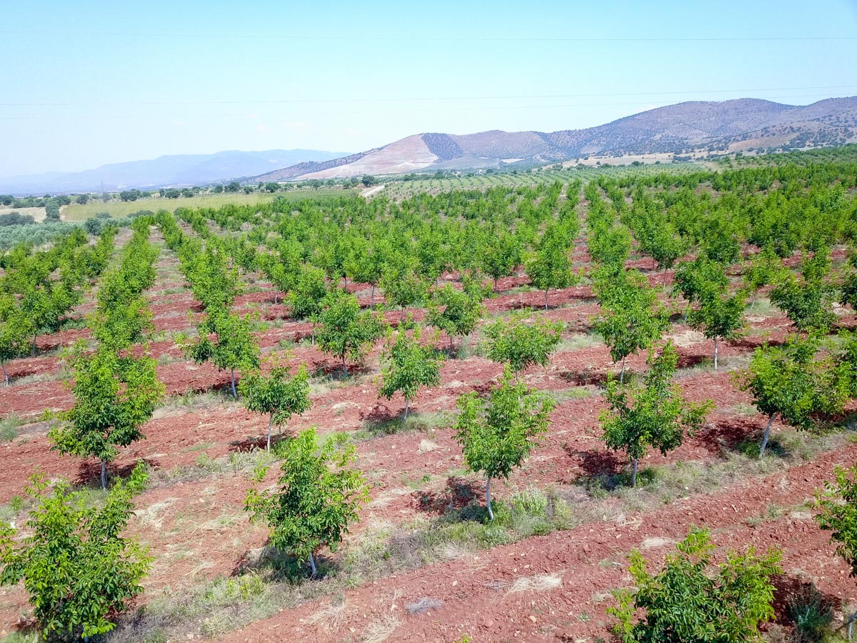 Farmland Turkey