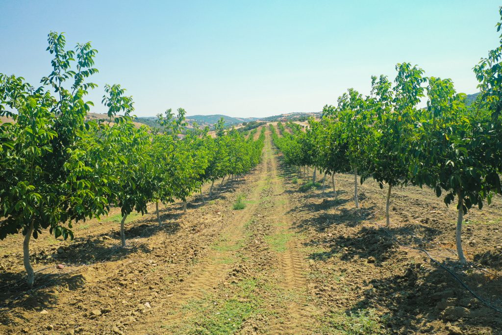 Farmland Turkey
