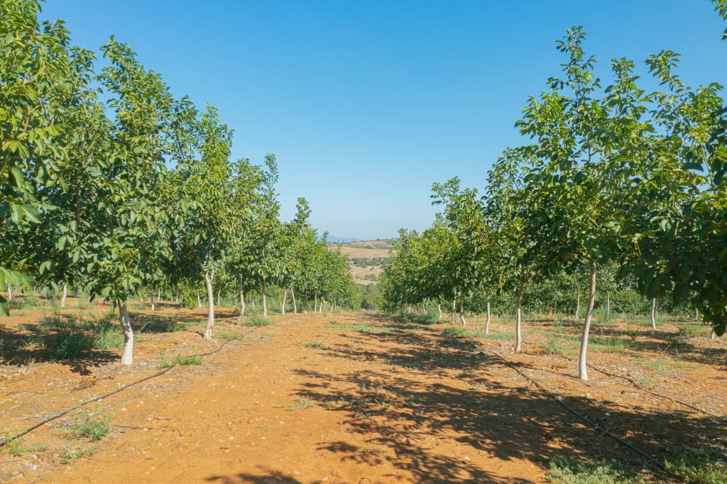 Farmland Turkey