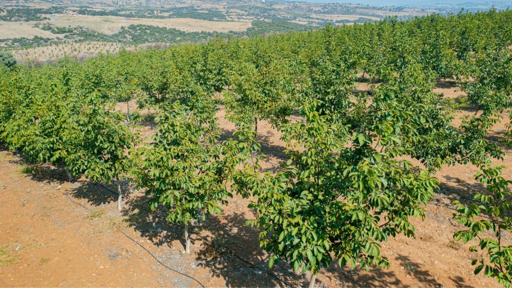 Walnut-marketPermanent Crops- An Investment for the Future-farmlandturkey- (1)