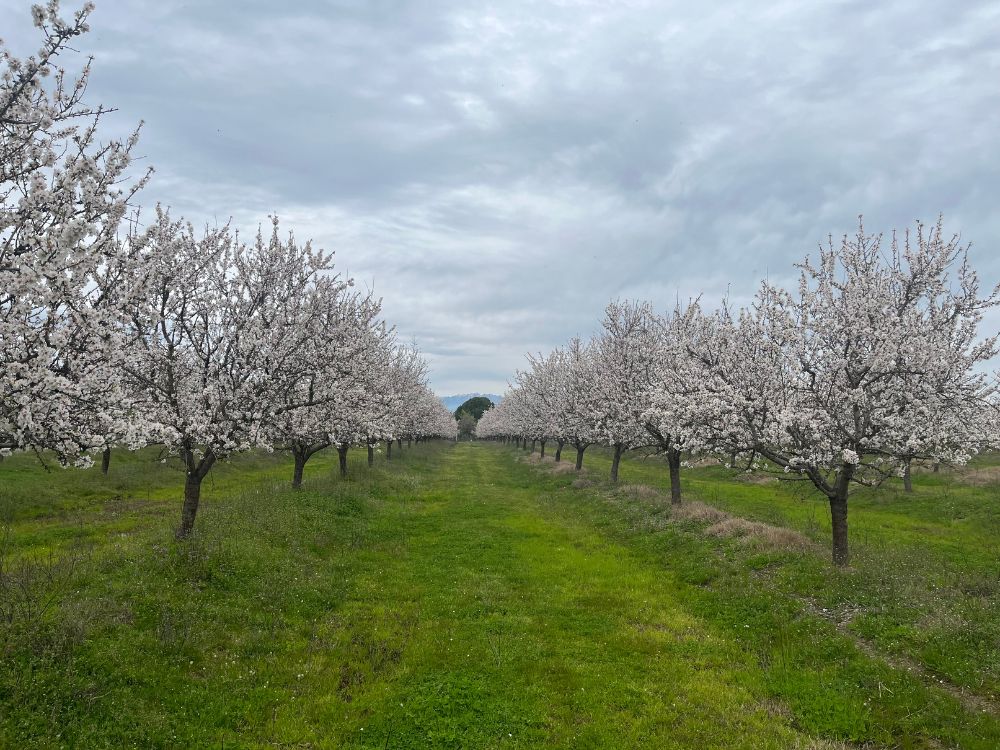  Invest in Agricultural Commodities-my-spain-farmland-spain (14)